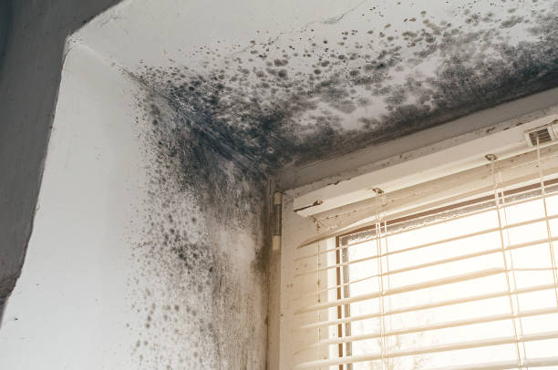 Affordable Mold Removal solutions in Salem, IL