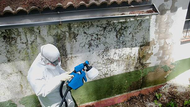 Top rated local Mold Removal specialists in Salem, IL